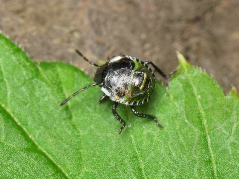 Palomena prasina (Linnaeus, 1761)